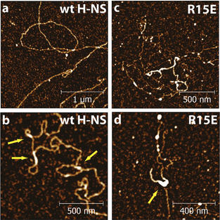 Nucleoprotein filament formation is the structural basis for bacterial protein H-NS gene silencing